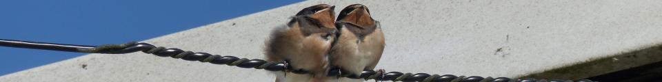 Photo credit: FZ018713 Young Swallows (Hirundo rustica).jpg